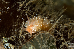 Facelina bostoniensis