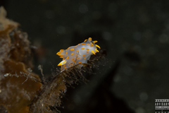 Polycera quadrilineata