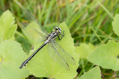 Gomphus schneiderii