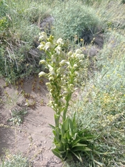 Chloraea cylindrostachya