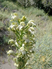 Chloraea cylindrostachya