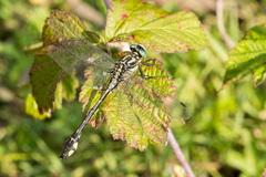 Gomphus schneiderii
