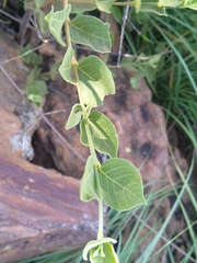 Afrocanthium gilfillanii