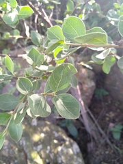 Afrocanthium gilfillanii