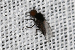 Simuliidae