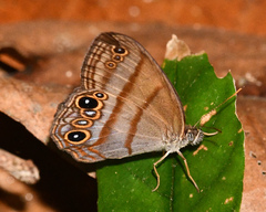 Amiga arnaca