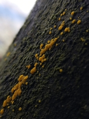Calycina citrina