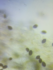 Panaeolus subbalteatus