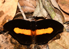 Catonephele acontius