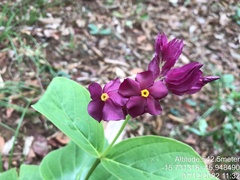 Prestonia erecta