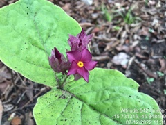 Prestonia erecta