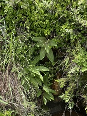 Eucomis montana