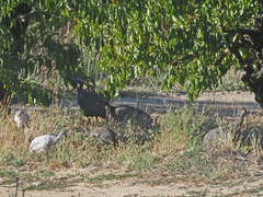 Numida meleagris coronatus