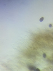 Panaeolus subbalteatus