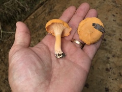 Cantharellus velutinus