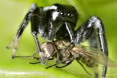 Calliphoridae