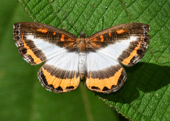 Nymphidium plinthobaphis