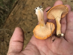 Cantharellus velutinus