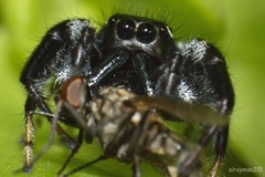 Paraphidippus aurantius