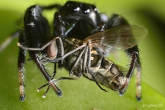 Calliphoridae