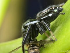 Paraphidippus aurantius