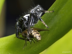 Paraphidippus aurantius