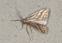Hednota pleniferellus