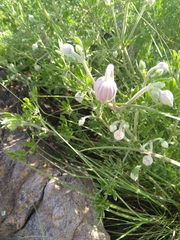 Clematis villosa