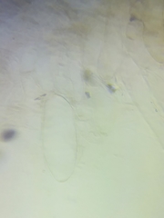 Panaeolus subbalteatus