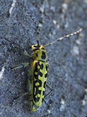 Saperda scalaris