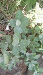 Brachylaena rotundata