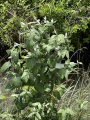 Buddleja auriculata