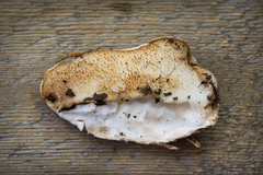 Spongiporus leucospongia