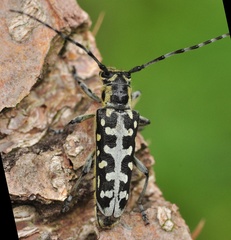 Saperda scalaris