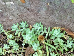 Sedum pacense