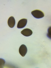 Panaeolus subbalteatus