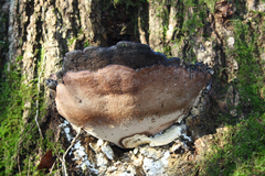Fuscoporia torulosa