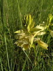 Eulophia welwitschii