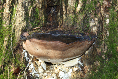 Fuscoporia torulosa