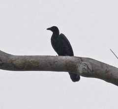 Glossy-Mantled Manucode photo 4
