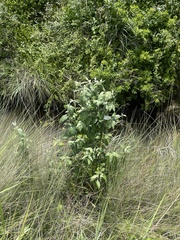 Buddleja auriculata