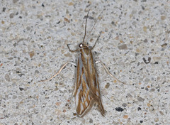 Hednota pleniferellus