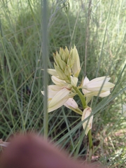 Eulophia welwitschii