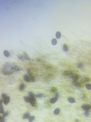 Panaeolus subbalteatus