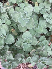 Marrubieae