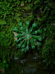 Saxifraga cochlearis
