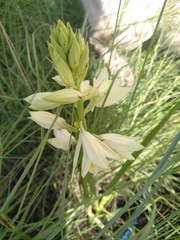 Eulophia welwitschii