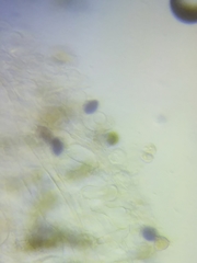 Panaeolus subbalteatus