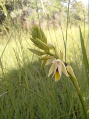 Eulophia welwitschii