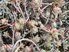 Sedum pacense